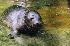 Серый балтийский тюлень