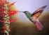 Большинство людей, конечно же, знают колибри, знают, что это самая маленькая птица на земле и... пожалуй, на этом у многих познания про это удивительное создание кончаются. А ведь, несмотря на то, что она такая маленькая — знать о ней надо побольше.