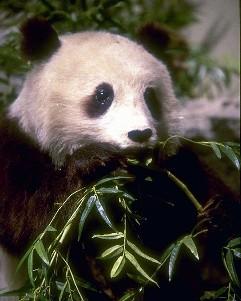 Панда — млекопитающее семейства енотовых.Редок (в природе осталось не более 1000), объявлен в Китае национальным сокровищем. Занесён в книгу рекордов Гинесса как самое привлекательное животное.