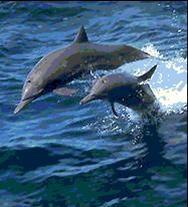 Дельфины излучают и воспринимают ультразвук до частот 170 КГц
