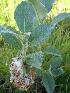 Ива мохнатая (Salix lanata L.)