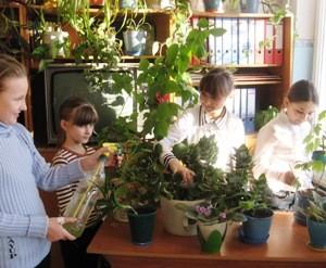 Творческая группа ухаживает за комнатными лекарственными растениями.