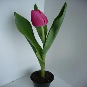 Вот какой красивый тюльпан я вырастила сама.