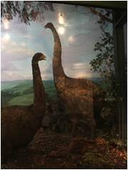 Моа когда-то была самой большой птицей Новой Зеландии