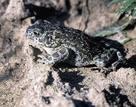 монгольская жаба(bufo raddei) в дельте р. Селенги