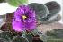 цветущее комнатное растение сенполия (узамбарская фиалка)