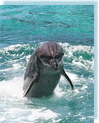 Такие удивительные дельфины