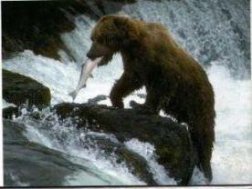 Бурый медведь — хороший рыбак