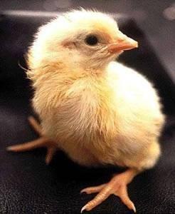  Цыплёнок, вылупившийся из яйца в домашнем инкубаторе