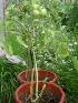 Удивительное растение — кармидор.