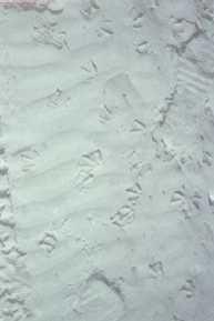 следы чайки на снегу