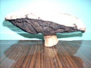 самый большой гриб, найденный в октябре 2009 года (диаметр шляпки 25см)