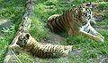 Тигрица с тигренком.