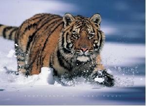 Амурский тигр – один из самых больших наземных хищников, крупнейший представитель семейства кошачьих