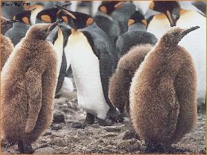 Что я знаю о пингвинах?