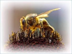 Пчелы — удивительные создания. С незапамятных времен люди по до¬стоинству ценили вкусовые, а впоследствии и целебные свойства меда. 