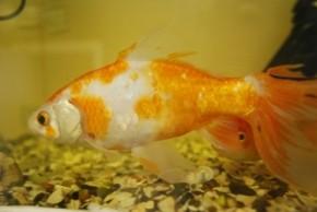 Самка золотой рыбки (Carassius auratus)