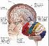 Мозг — центр управления телом