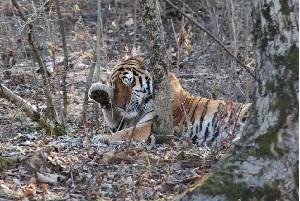 Лежбище амурского тигра 