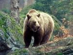 Медведь — национальный символ России