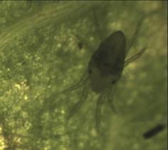 Зимующая самка паутинного клеща (ув. в 400 раз цифровой микроскоп 
