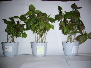 Результаты выращивания растений Базилика фиолетового: в контрольном варианте, под Малой пирамидой, под Большой пирамидой (слева направо) на 37 день. 