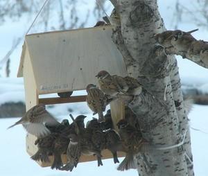 Зимующие птицы Хабаровского края