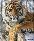 Привлечение внимания к проблемам сохранения  амурских тигров