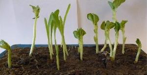 Опыт №2. Воияние биошлама на рост проростков и развитие корневой системы